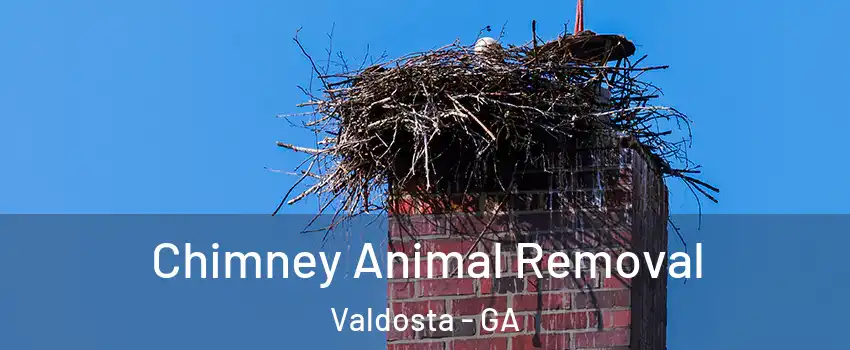  Chimney Animal Removal Valdosta - GA