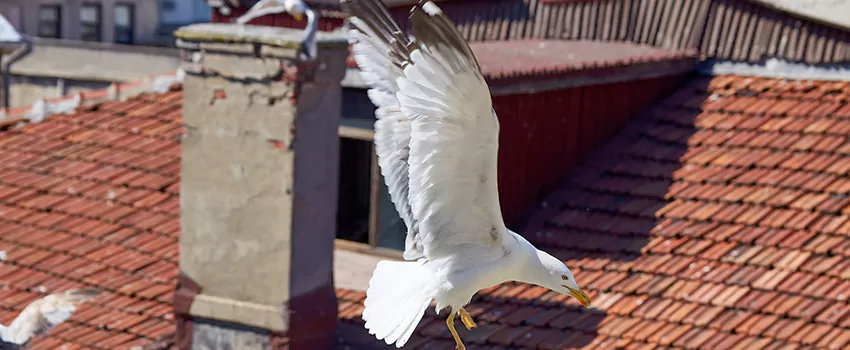 Residential Chimney Animal Removal Solution in Valdosta, GA